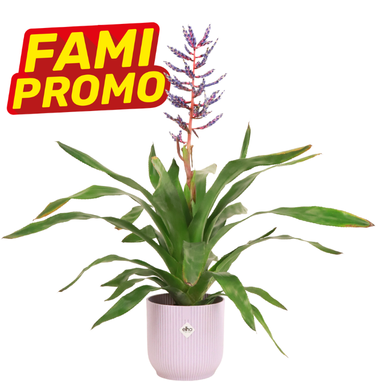 Bromeliad houseplant with purple flower spike in a pink ribbed pot, broad green leaves on white background with FAMI PROMO badge