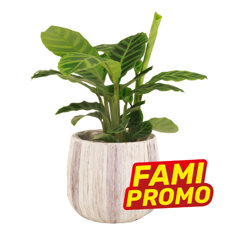 Green striped tropical houseplant in a whitewashed wooden pot with a red-and-yellow "FAMI PROMO" promotional sticker