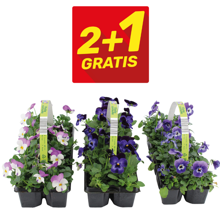 Three trays of purple and pink violas/pansies under a red 2+1 GRATIS promotional sign, garden plant offer
