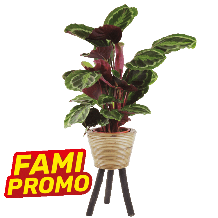 Five assorted indoor potted plants in woven baskets on wooden tripod stands with red 'FAMI PROMO' sale badges