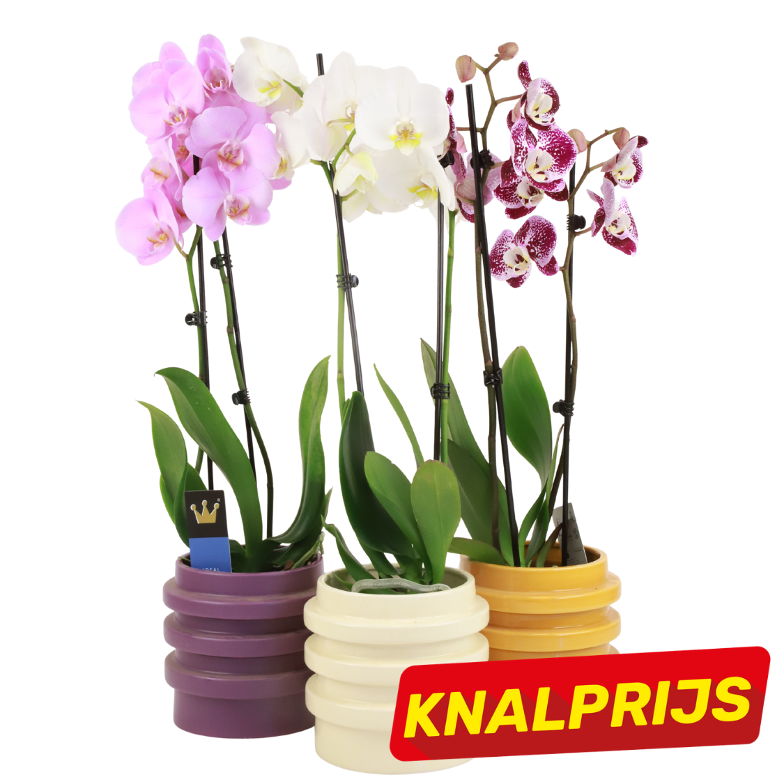 Three potted Phalaenopsis orchids with pink, white and speckled purple blooms in colourful pots, red 'KNALPRIJS' sale label