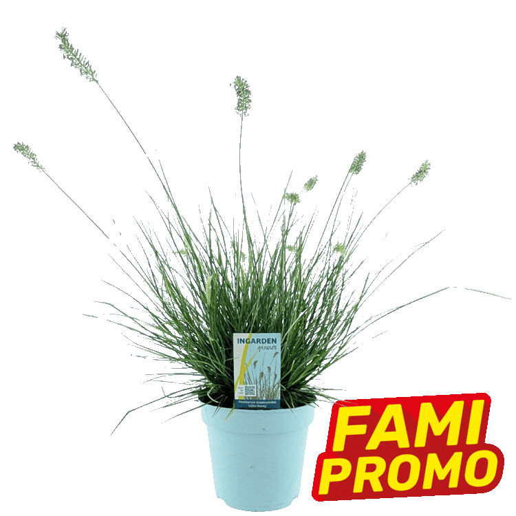 Three potted ornamental grasses with fine green leaves and seed heads, each labelled and marked with a yellow-red 'FAMI PROMO' tag on white background