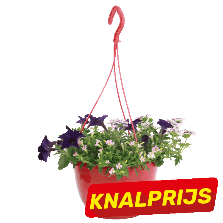 Five colourful hanging flower baskets (petunias and mixed annuals) on white background with red "KNALPRIJS" sale labels