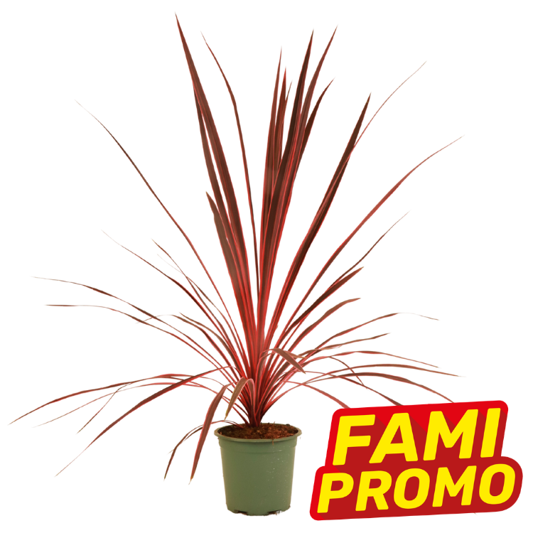 Red Cordyline plant in a green nursery pot on white background with a yellow-red "FAMI PROMO" sale badge