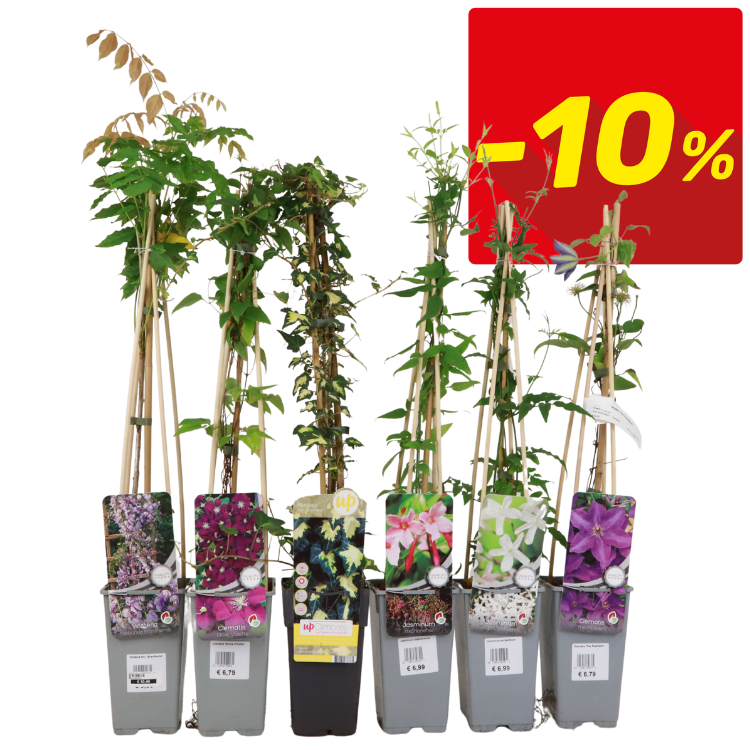 Six potted climbing clematis and vines on bamboo supports with plant labels against white background and a red -10% discount badge
