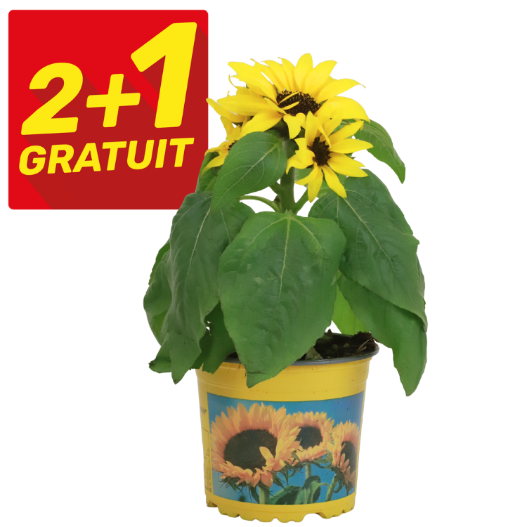 Small sunflower plant in yellow decorative pot with large green leaves and bright yellow blooms, shown with red '2+1 Gratuit' promotional tag