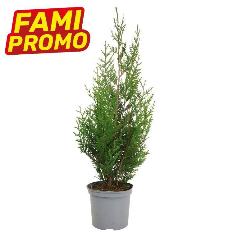 Potted evergreen conifer tree in grey plastic pot on white background with FAMI PROMO badge