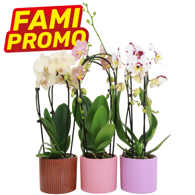 Three potted phalaenopsis orchids in brown, pink and lilac pots with white and spotted blooms and a red-yellow "FAMI PROMO" sale label