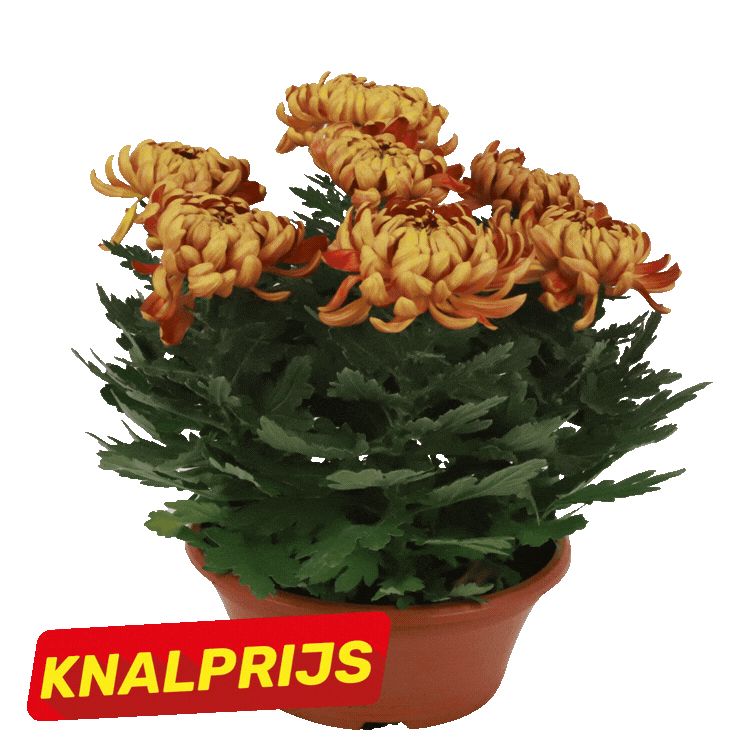 Three potted chrysanthemums—two orange-brown and one bright yellow—in terracotta pots with red "KNALPRIJS" sale labels