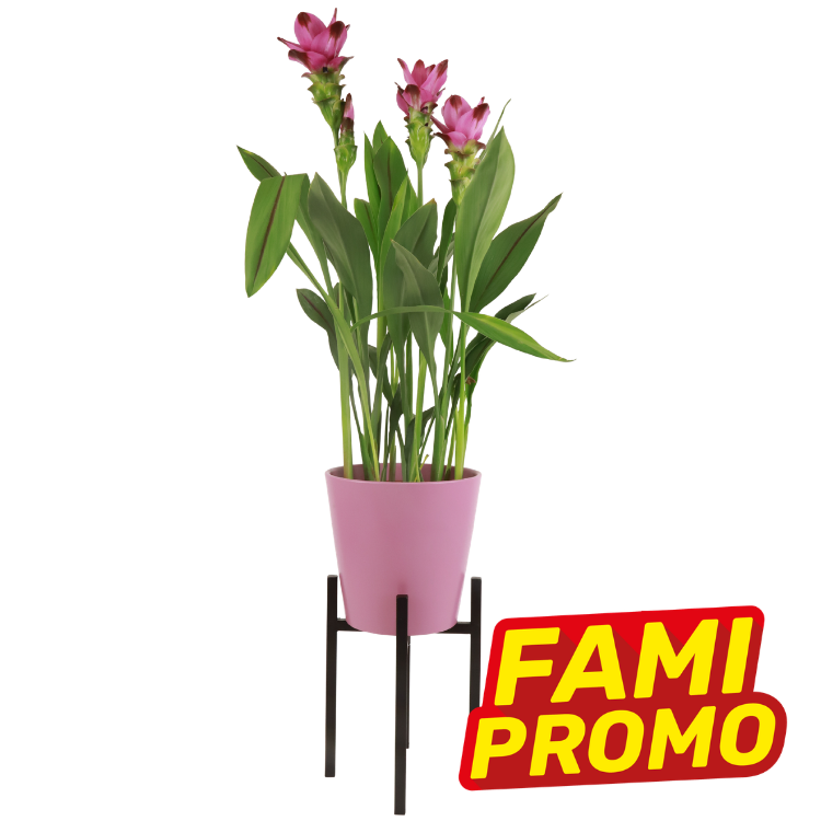 Pink Siam tulip (Curcuma) plant with green leaves in a pink pot on a black stand, promotional FAMI PROMO badge