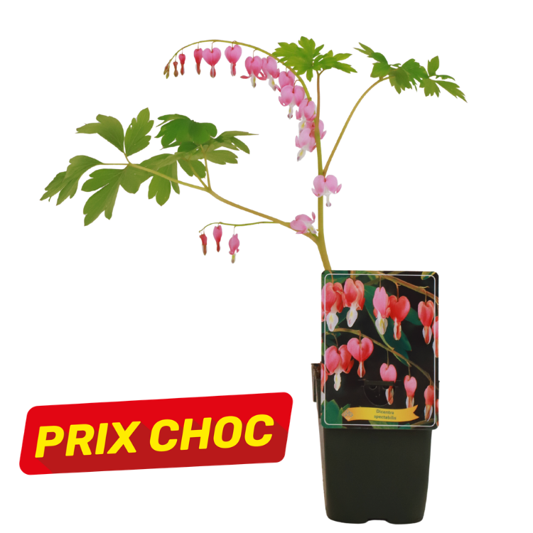Potted pink bleeding-heart (Dicentra spectabilis) with dangling heart-shaped flowers, plant label and red "PRIX CHOC" sale sticker on white background