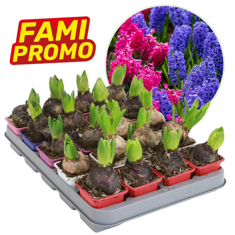 Tray of hyacinth bulbs sprouting in small pots with inset photo of pink and purple hyacinth blooms and 'FAMI PROMO' badge