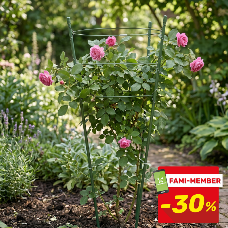 Pink climbing roses trained on a green metal plant support in a sunny garden, with a red FAMI-MEMBER -30% discount badge