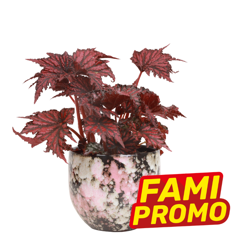 Red-leaf indoor potted plant in pink-and-black marbled ceramic pot with yellow-red 'FAMI PROMO' promotional label