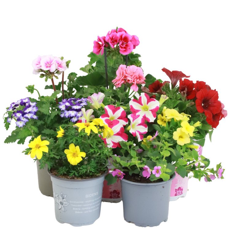 Assorted colourful bedding plants (geraniums, petunias and annuals) in grey nursery pots on a white background