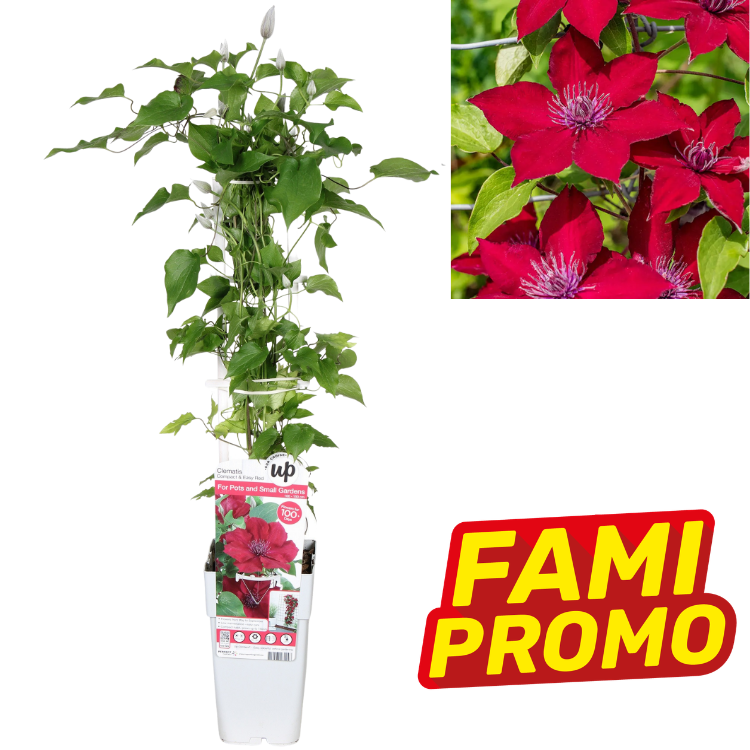 Potted red clematis climber on white trellis in a white pot, vibrant crimson flowers and FAMI PROMO badge