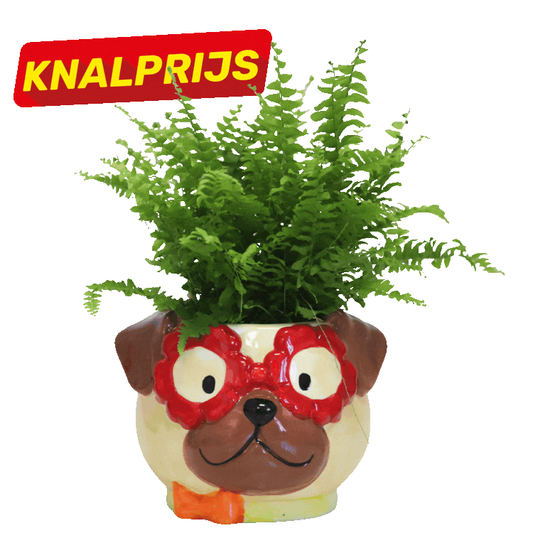 Two colourful ceramic animal plant pots (dog and cat) each holding a lush fern, novelty indoor plant decor