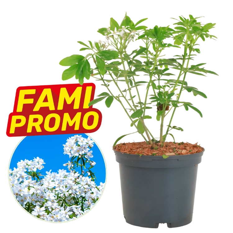 Potted white phlox plant in black nursery pot with 'FAMI PROMO' badge and circular close-up of white phlox flowers
