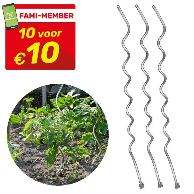 Three chrome spiral plant stakes for tomato and climbing plants, metal garden supports for beds and pots, pack of 3