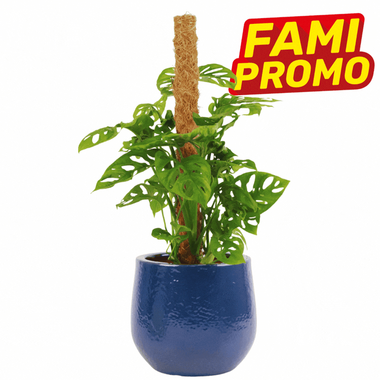 Two Monstera adansonii plants on moss poles in blue and white ceramic pots with 'FAMI PROMO' sale badges on a white background