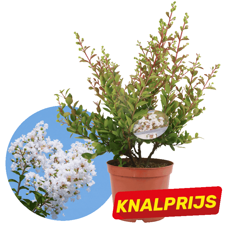 Two potted crepe myrtle plants (one white-flowering, one pink-flowering) with inset blossom photos and red "KNALPRIJS" sale label
