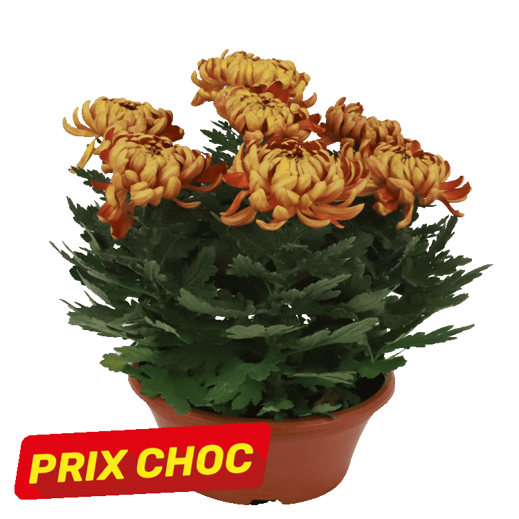 Three potted chrysanthemum plants (two orange, one yellow) in terracotta pots with 'PRIX CHOC' sale labels on white background