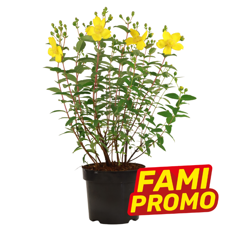 Potted yellow flowering shrub in black nursery pot with promotional 'FAMI PROMO' sticker — close-up of stems, leaves and blooms