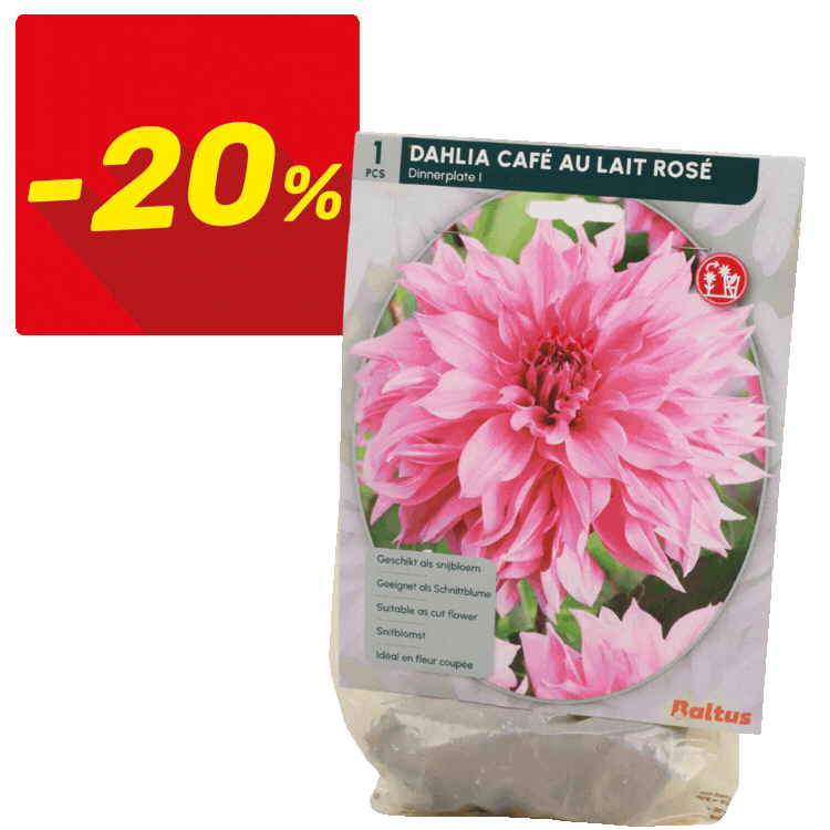 Nine dahlia bulb packets showing different flower varieties with red “-20%” sale labels