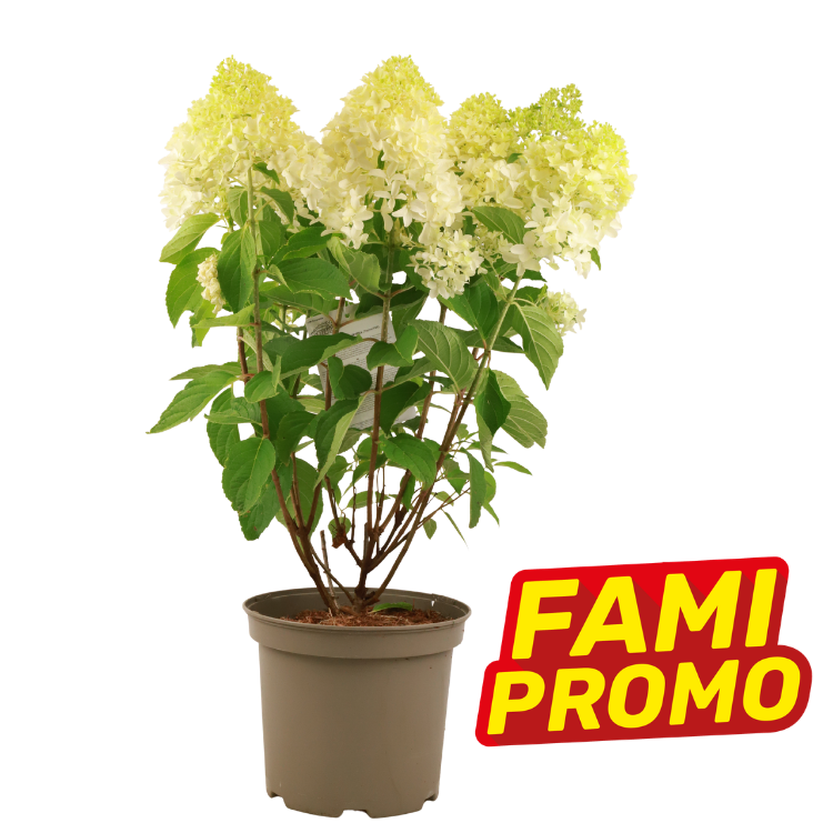 Potted white panicle hydrangea with pale green blooms in a plastic pot, pictured with a red and yellow "FAMI PROMO" label