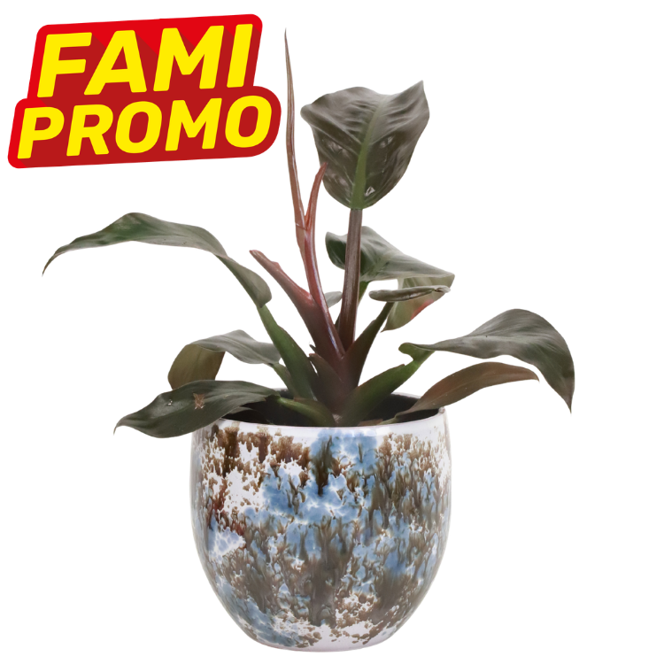 Dark-leaved houseplant in blue-brown glazed ceramic pot with red-yellow "FAMI PROMO" label in corner