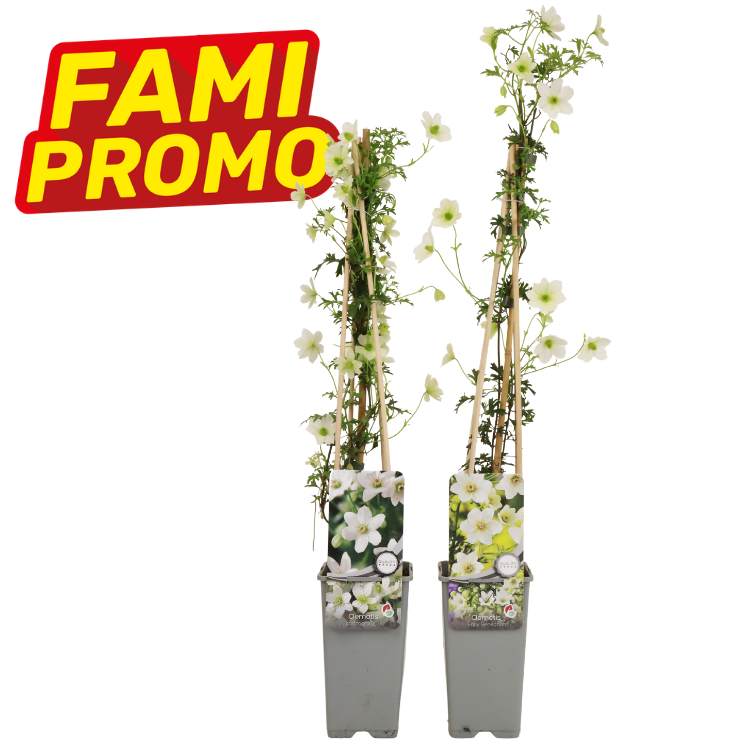 Two potted white clematis climbing plants trained on bamboo canes in grey nursery pots, product labels visible and red FAMI PROMO badge on white background