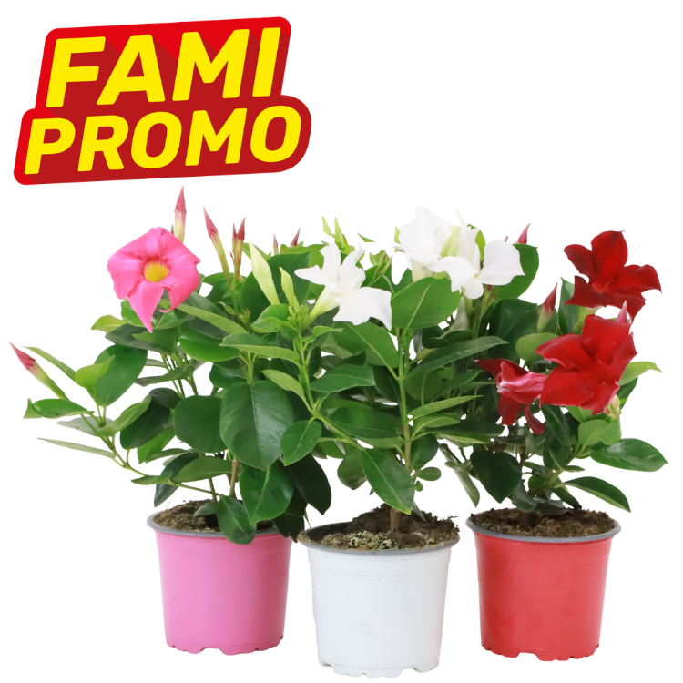 Three potted flowering plants with pink, white and red trumpet-shaped blooms in pink, white and red pots under a 'FAMI PROMO' label