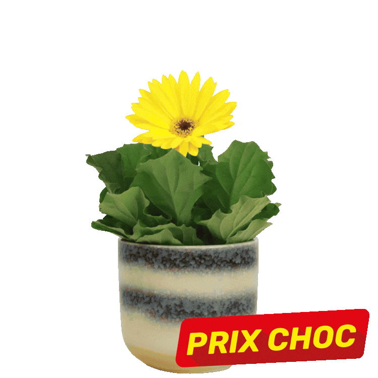 Five potted gerbera daisy plants in colourful pots with red 'PRIX CHOC' price labels on a white background