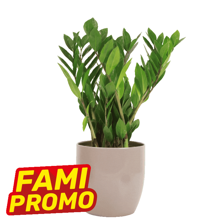 Four potted ZZ plants in beige and grey pots on white background with red-yellow 'FAMI PROMO' labels, promotional indoor houseplant display
