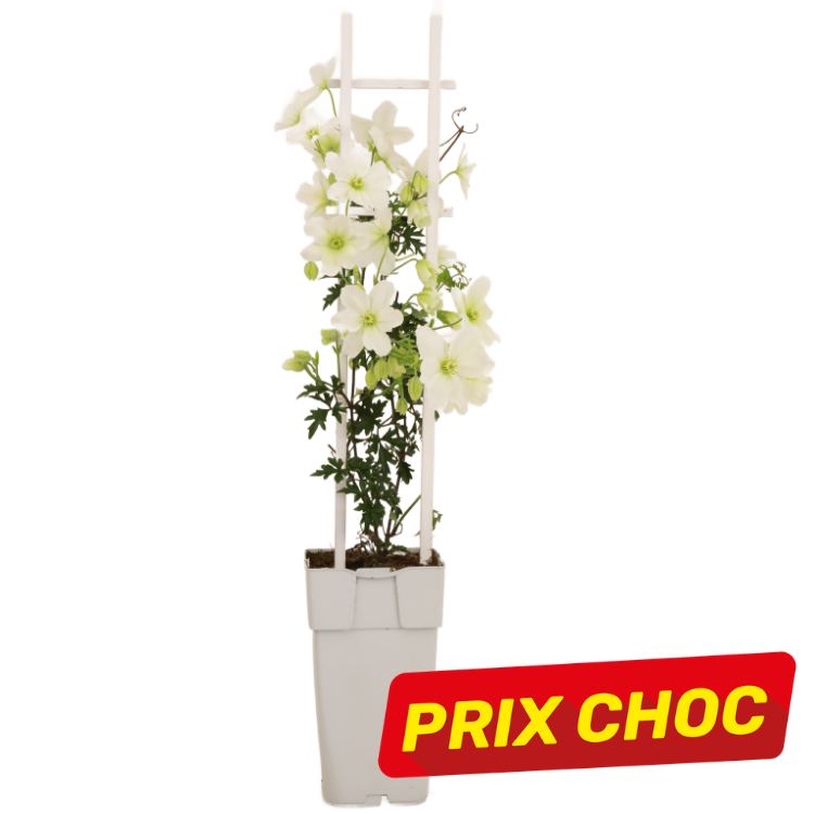 White clematis climbing plant on a small white trellis in a tall white pot, with red 'PRIX CHOC' sale label