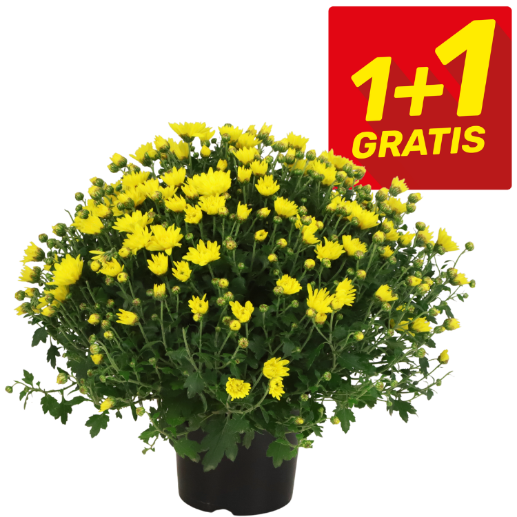 Potted yellow chrysanthemum in full bloom with red '1+1 Gratis' label indicating a buy-one-get-one-free offer