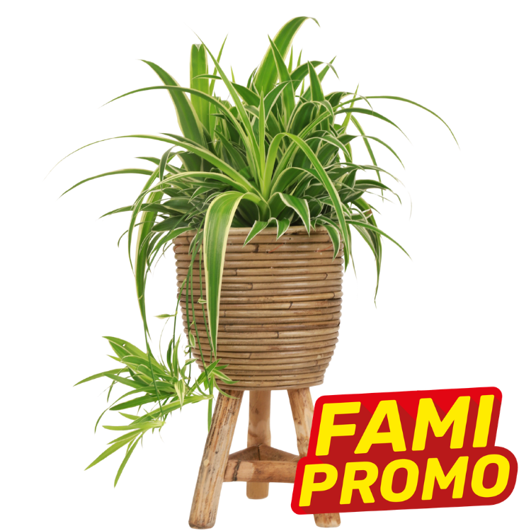 Variegated spider plant (Chlorophytum) in woven wicker pot on wooden stool stand with red 'FAMI PROMO' sale badge