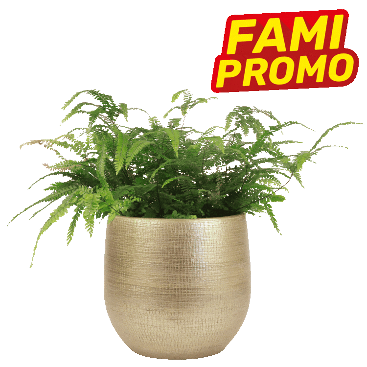 Three green ferns in gold textured pots with red 'FAMI PROMO' labels on a white background
