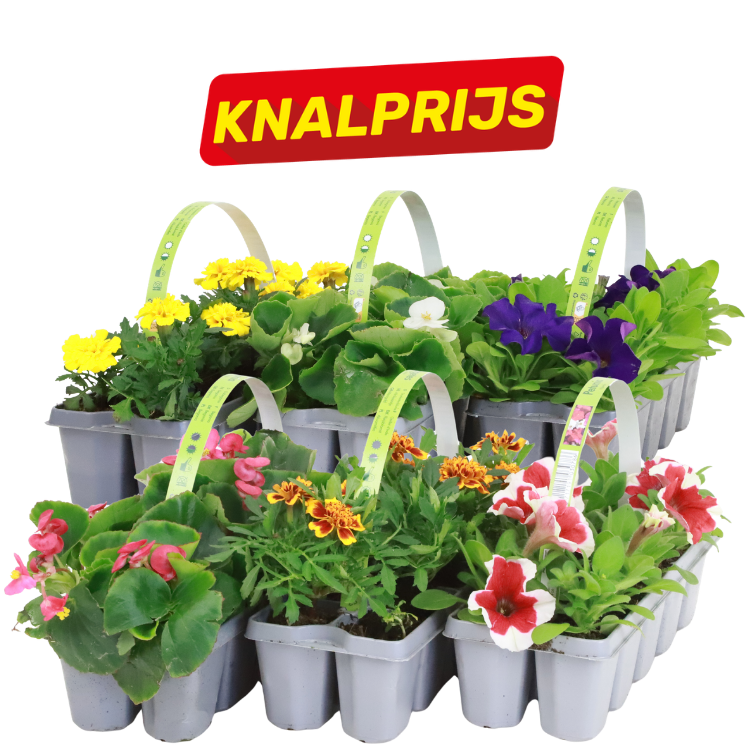 Mixed colourful bedding plants in grey plastic six-pack trays with green handles and red 'KNALPRIJS' sale sign