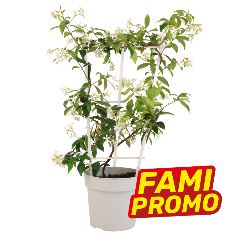 Potted jasmine vine with white star-like flowers trained on a white trellis in a white pot with red "FAMI PROMO" badge