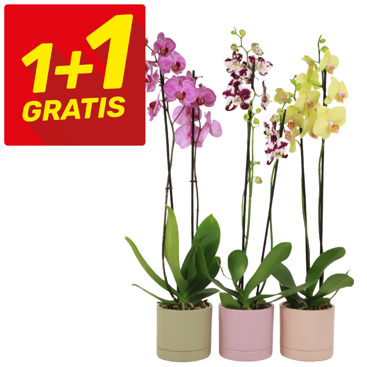 Promotional '1+1 GRATIS' badge with three potted Phalaenopsis orchids (pink, speckled and yellow) in pastel pots on white background
