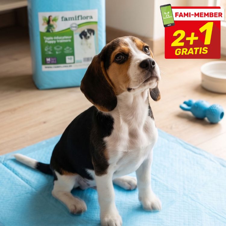 Beagle puppy sitting on a blue training pad with Famiflora puppy pad pack, chew toy and red 2+1 gratis promotional badge