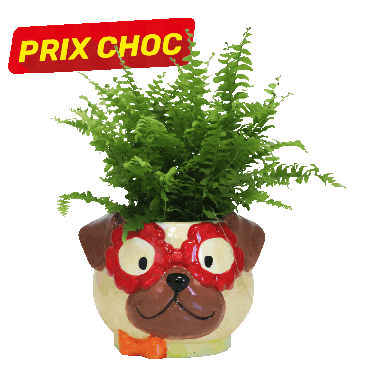 Two colourful ceramic animal planters — dog and cat faces — each holding a lush green fern against a white background