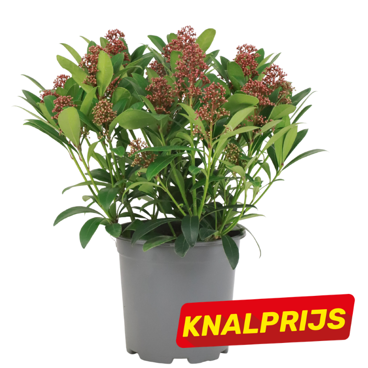 Grey plastic pot with an ornamental shrub bearing clusters of small red flower buds and glossy green leaves, red 'KNALPRIJS' sale sticker