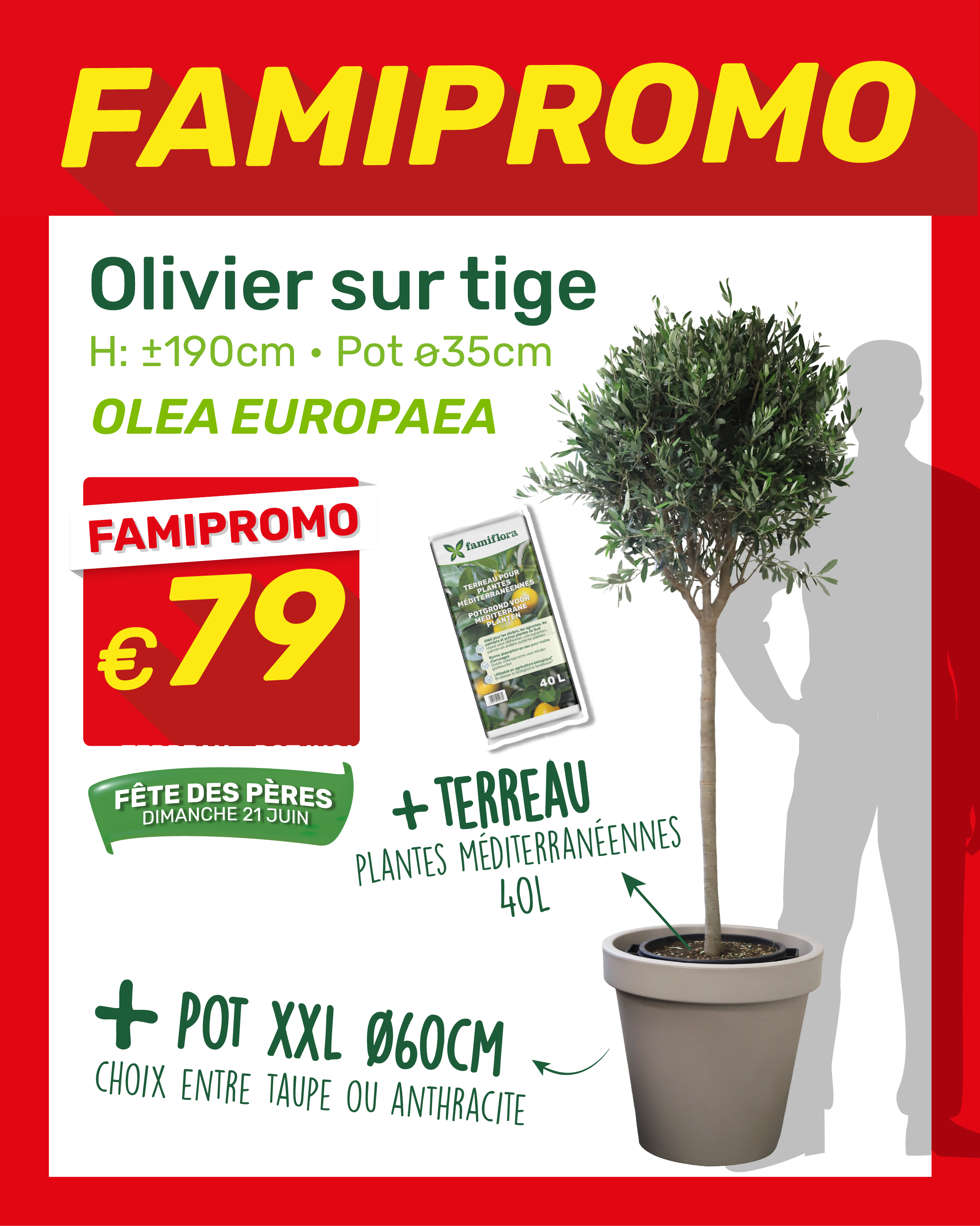 Promotion: olive tree on stem (Olea europaea) in XXL pot with 40L Mediterranean compost, price €79