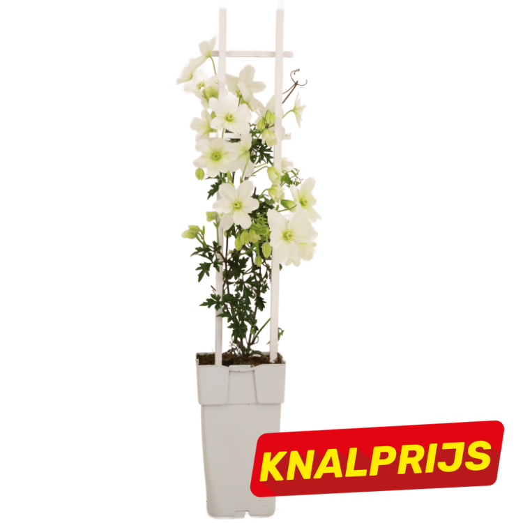 White clematis vine with green centres on a white trellis in a tall white pot, red 'KNALPRIJS' sale badge