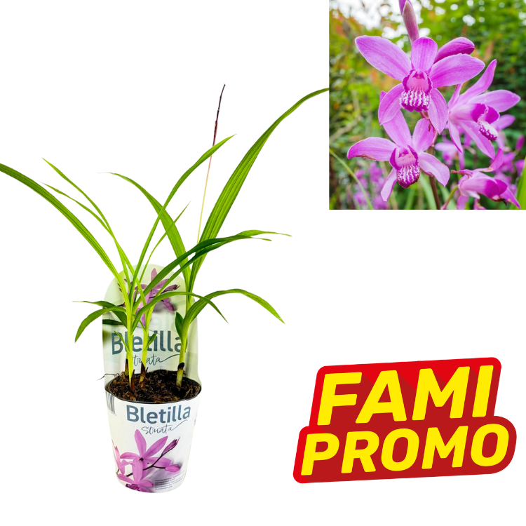 Potted Bletilla (ground orchid) with long green leaves and inset close-up of pink-purple flowers, FAMI PROMO badge