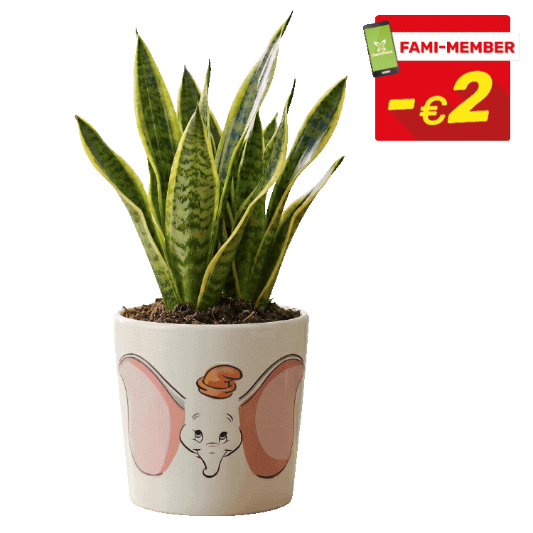 Assorted snake plants (Sansevieria) in decorative patterned pots with red “€2 Fami‑Member” sale tags on white background