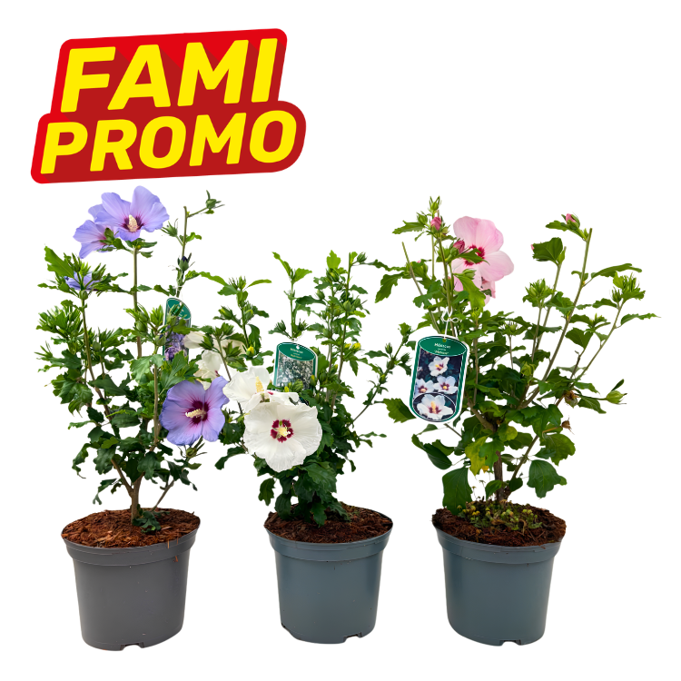 Three potted flowering hibiscus in grey pots with purple, white and pink blooms and a yellow-red 'FAMI PROMO' label