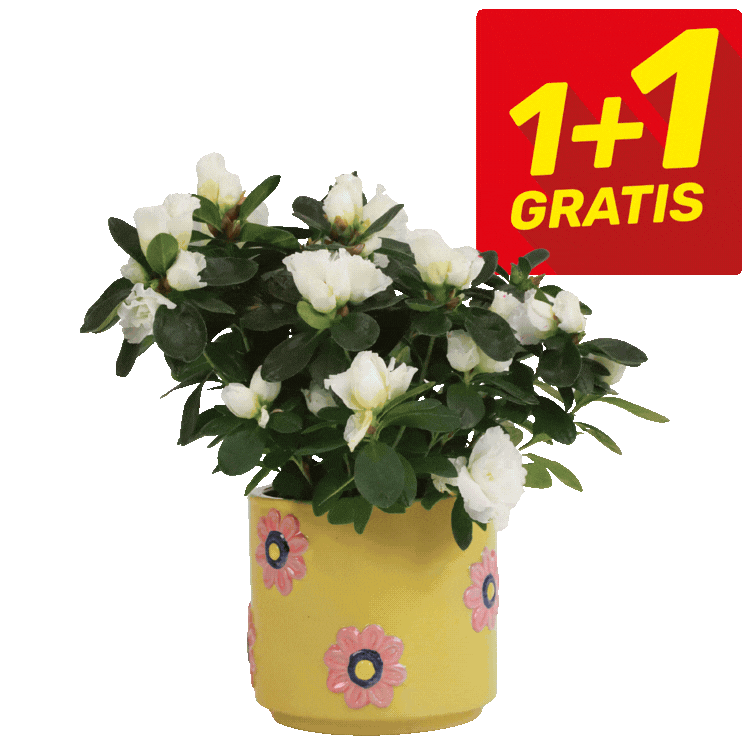 Five potted impatiens with white and pink blooms in decorative pots, each marked with a red '1+1 Gratis' promotional label